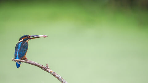 A kingfisher perched on a branch with a fish in its mouth. The background is a green hue