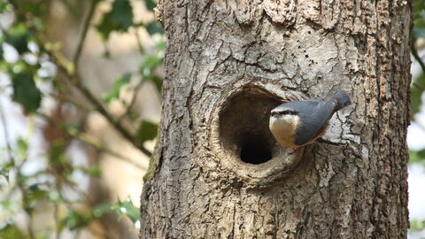 A small grey bird with a white belly perches at the entrance to its nest in a tree trunk