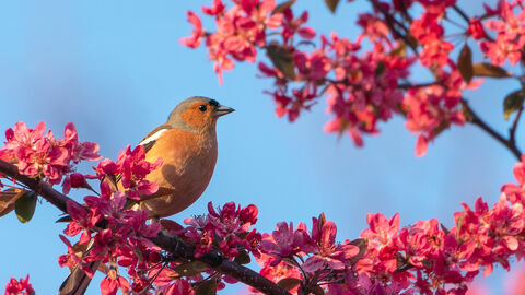 A male chaffinch, with pinkish breast and bluey grey head, perches on the branch of a tree with dark pink blossom proliferating all around it. There is a blue sky in the background.