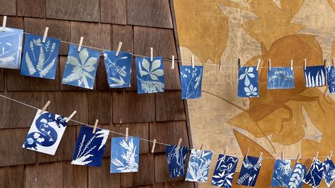 Blue and white botanical cyanotype prints pegged onto string and hanging in front of a wall.