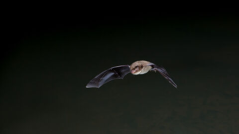 A daubenton's bat, with a brown body and dark wings, flies with wings outstretched. The background is pitch black
