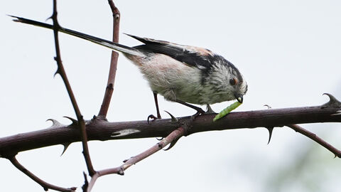 A long tailed tit on a branch with a caterpillar 