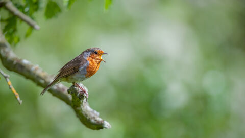 A robin perches on a tree branch with an open beak. There is a soft, light green background.