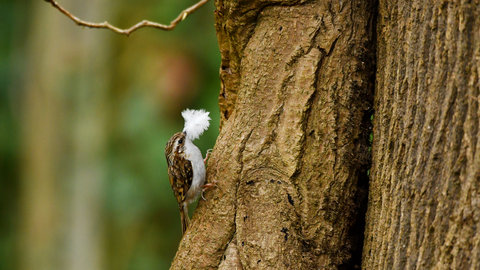 A small brown bird with a white belly perches on the bark of a tree with a white downy feather in its beak