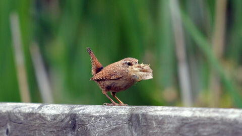 A small brown bird perches on a fence with a feather in its beak