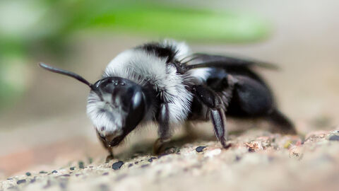 A grey and black ashy mining bee sits on a stony surface.
