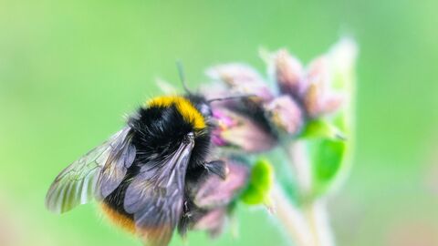 A black and yellow bumblebee sits on a set of light pink flower buds
