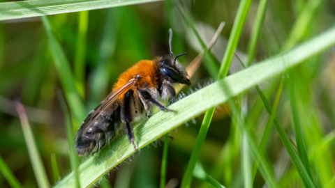 A black and ginger grey-patched mining bee sits on a green blade of grass.