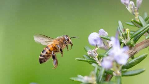 A black and gold honeybee approaches the light lilac flower and dark green foliage of a rosemary plant.