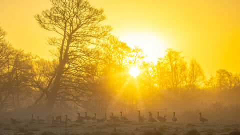 Geese in a wood pasture landscape with the dawn sun poking through the trees behind them 