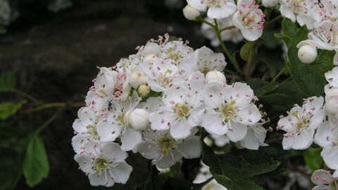 White clustered flowers with 5 petals are growing from a tree with green leaves