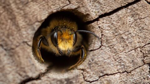 The furry yellow face & black eyes and antennae of a leafcutter bee sits in a circular hole drilled into a piece of light brown cracked wood.