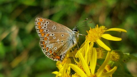 A brown hairstreak butterfly feeding on a yellow flower