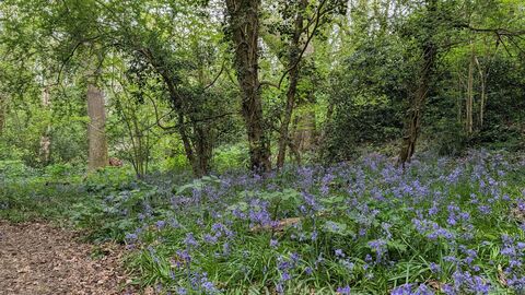 A carpet of bluebells with trees behind in Coulsdon Coppice