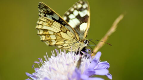 A marbled white butterfly, with black & white wing marks, sits on a lilac-coloured flower. It is facing the viewer and you can make out its compound eyes and antennae.