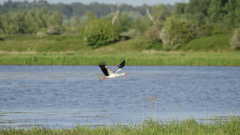 Stork flying over grassland with a blue lake and trees in the background