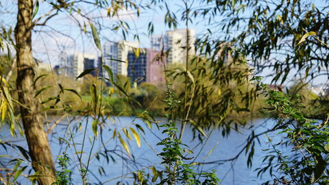 Tree branches hang down and shoot up in front of a view of a reservoir with a city skyline in the background.