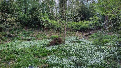 A carpet of wood anemones with trees behind in Coulsdon Coppice