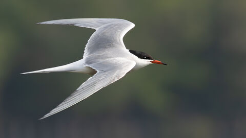 A common tern flies in profile with a blurred green background. Its pointed bent wings have a light grey colour, fading to a white pointed tail. It has a black band on its head, like a bandana, and a black tip at the end of its red bill.