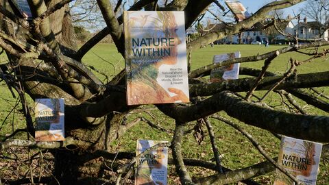 A photo of a tree with Nature Within books hanging from the branches