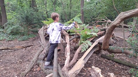 A child builds a den using branches and ferns in the woodland