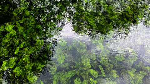 Water lilies in Coppermill stream
