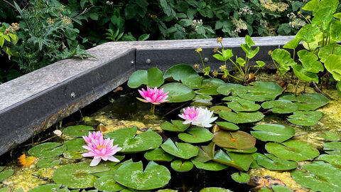 Pond with green leaves of water lilies and four pink and white lily flowers