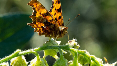 A comma butterfly sat on a horizontal plant stem 