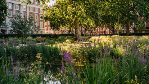 the urban park pond at grosvenor square surrounded by purple wildflowers and tall grass, with benches, mature trees, and brick buildings in the background