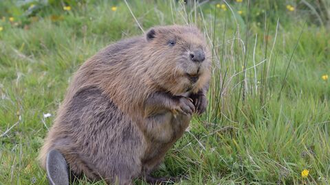 A beaver sits on its haunches on grassy ground. It holds its paws just underneath its chin and looks to the right of frame.