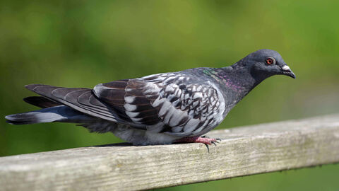Pigeon on a fence