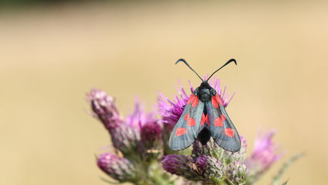 A five-spot burnet moth sits on a purple flower. The moth has a black body and antennae, light grey wings, and three red spots on each wing.