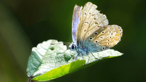 A common blue butterfly on a leaf 