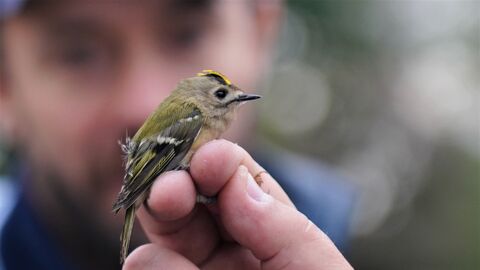 A very small goldcrest is held in someone's hand. Seen in profile, you can make out the bird's yellow crest as well as its olive-coloured back feathers than turn into black wings. 