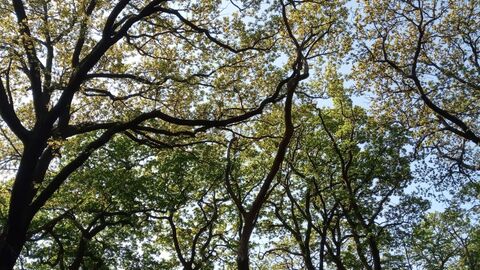 The canopy of oak trees in a woodland
