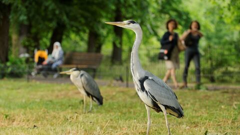 Two herons stand on grass in a park. Two passersby are looking at them as they walk on a nearby path, and another person sits on a park bench.