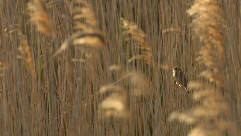 A small brown reed warbler perches amongst reeds which fill the frame. The reeds' seedheads catch golden light.