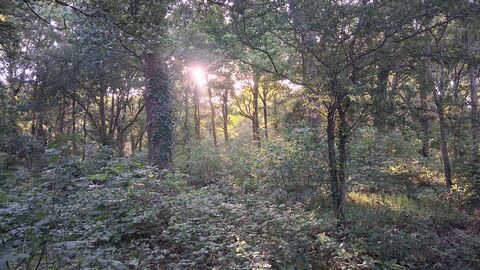 Dappled light coming through the trees at Gutteridge Wood 