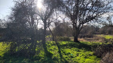 Sun shining through the trees at Gutteridge Wood and Meadows 
