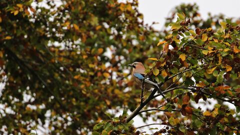 A jay perches on a branch looking to the left. Around it and in the background is autumnal foliage: a mix of green and orange leaves.