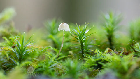 Mycena mushroom closeup among moss