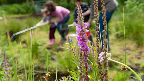 An image of a purple flower spike in the foreground with a family in the background.