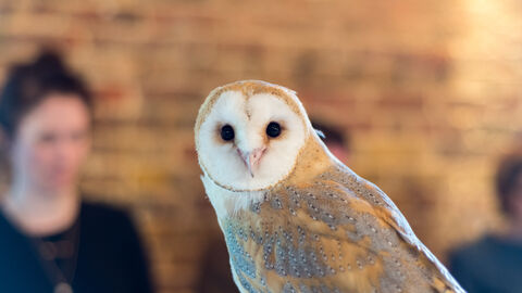 A barn owl looks straight on at the camera, with dark black eyes, white face, and pink bill. Its orangey-brown back is flecked with grey spots. Out of focus in the background are class attendees.