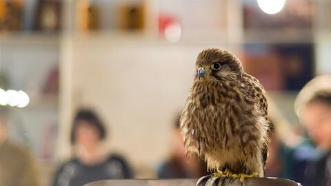 Bird of Prey on a perch in a classroom