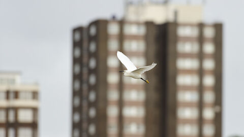 A white little egret with yellow feet flies in front of an urban tower block.