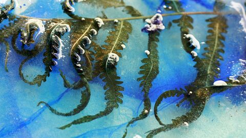 Fern submerged in liquid on a paper with blue solution.