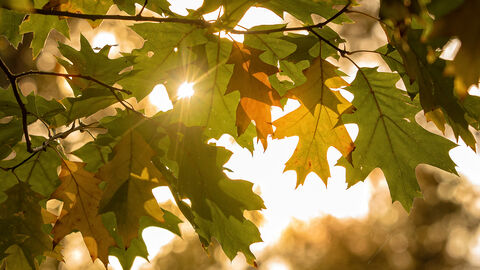 Sunlight shining through autumn leaves