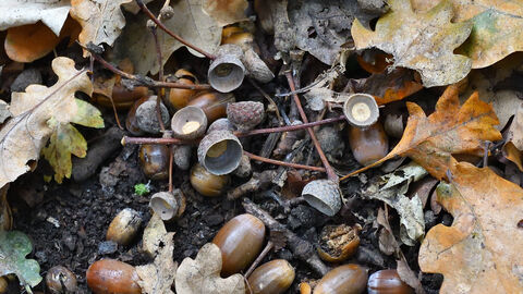 Acorns and brown oak leaves on the ground