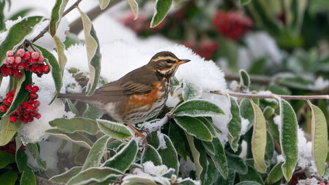 A redwing, a small largely brown thrush with creamy eye-stripe and red underwing perches on a snowy bush with red berries in clumps around it.