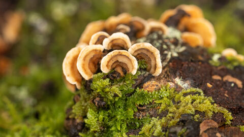 A close up of turkey tail fungi on a mossy tree